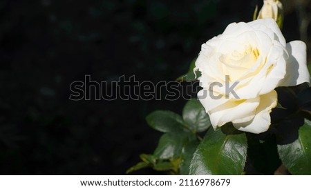 Blooming white rose in garden banner with copy space. Beautiful flower on sunny day outdoors, close-up top view.