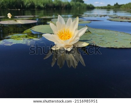 White Nymphaea water floating on a blue lake with natural blurred background. Selective focus. . High quality photo Royalty-Free Stock Photo #2116985951