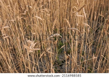 agricultural field of Triticum aestivum  Royalty-Free Stock Photo #2116988585