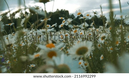 Beautiful summer daisies on background of sky. Creative. Bright meadow daisies on background of sky. Flowers of summer meadow