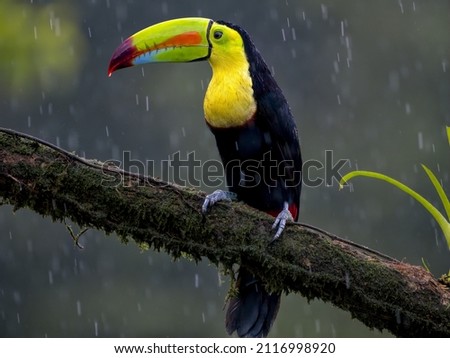 A selective of a toucan (Ramphastos) on a branch on a rainy day