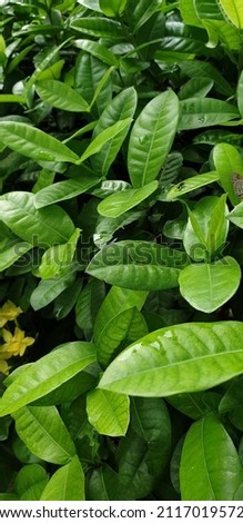 close up picture of tropical leaf