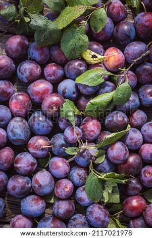 Prunes harvest on a wooden surface. Healthy food background. 