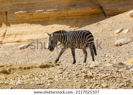 Zebra lowered her head to the ground in the desert