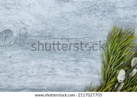 Easter background. A branch of green pine and pussy willow in the lower right corner on a light wood background.