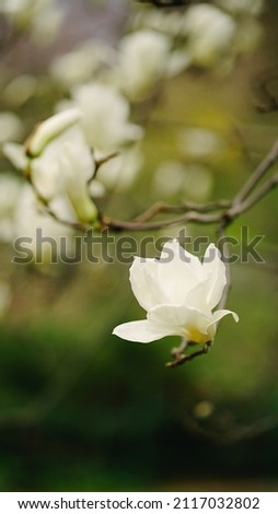 White magnolia flower on green background