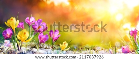 Spring Flowers - Crocus Blossoms On Grass With Sunlight Royalty-Free Stock Photo #2117037926
