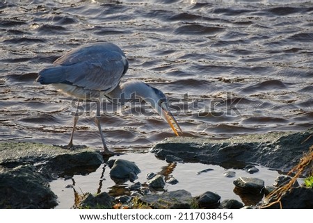 Side view of grey heron (ardea cinerea) on a river bank with flowing water in the background. Undisturbed bird concentrates on catching prey. Selective focus on the bird's beak. Sunny day.