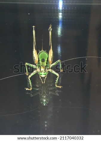 Big green Greek locust picture 