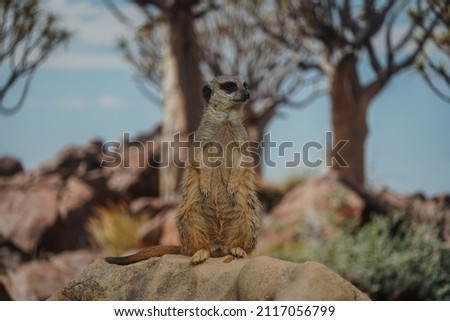 A small brown meerkat on a rock