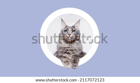 Fluffy cat Maine Coon breed climbs out of round hole in colored background. Funny large gray kitten with beautiful big blue eyes. Free space for text. Wide angle horizontal wallpaper or web banner. Royalty-Free Stock Photo #2117072123