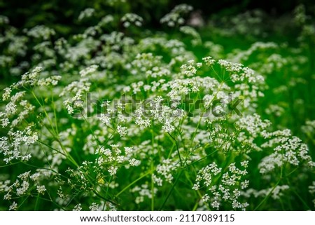 White cow parsley flowering plant in forest in summer. Anthriscus sylvestris biennial herbaceous flowers.  Many wild chervil, wild beaked parsley, keck, mother-die, wild carrot herbs Royalty-Free Stock Photo #2117089115