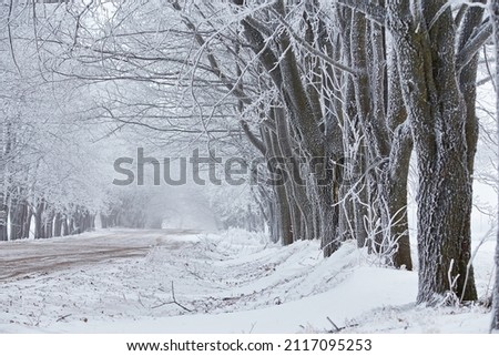 Maple trees alley in frost. Winter rural dirt road. Snow covered field landscape. Cold foggy cloudy weather. Belarus