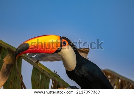 A smiling toucan posing for the camera
