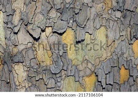 Spotted surface bark of sycamore tree with an interesting pattern; color abstract nature photo. Royalty-Free Stock Photo #2117106104