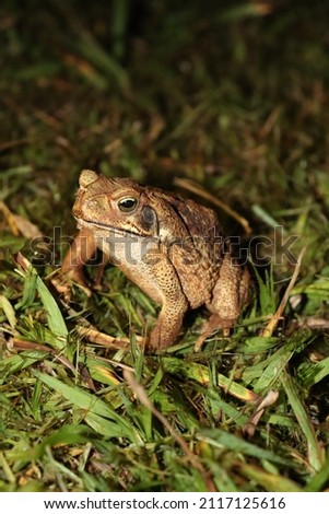 A close-up on a cane toad, there is grass around it, the photo was taken at night. Rhinella marina is the scientific name of the frog.