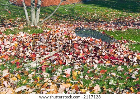 Color DSLR picture of a pile of autumn leaves and a rake.  The fall leaves are collected and ready for bagging on the green grass lawn.  Horizontal orientation with copy space for text.