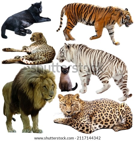 Collection of different animals of felidae family isolated on white background