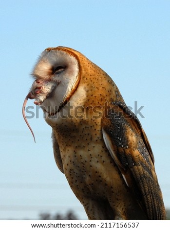 A vertical shot of an owl eating mouse on a sky background 