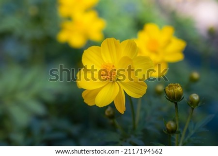 Natural background of Cosmos sulphureus,  yellow cosmos flowers blooming in the garden on green background. Royalty-Free Stock Photo #2117194562