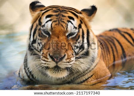 A closeup shot of the dangerous tiger in its habitat in the water