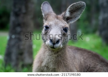 Male kangaroo close up portrait in the bush. Australian wildlife marsupial animals. Selective focus Royalty-Free Stock Photo #2117198180