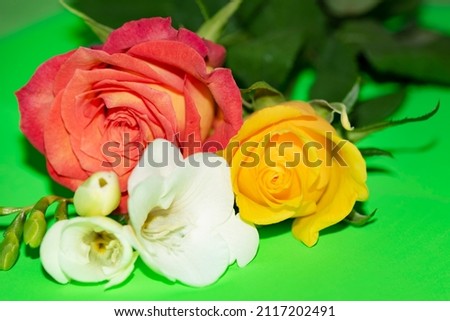 rose with freesiaa the beautiful colorful flower close up view