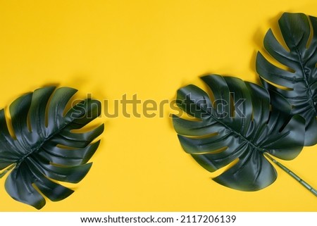Tropical leaves of monstera plant. Fashion concept, minimalism and surrealism