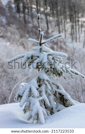 A close-up with a small fir tree covered with snow