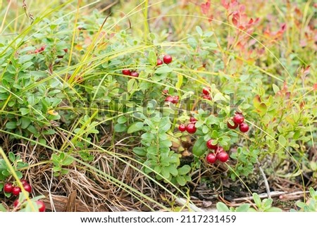 lingonberry in the forest - a plant in the natural environment