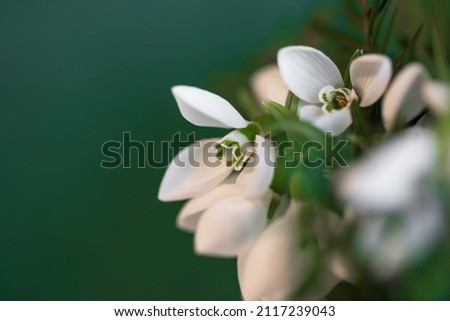 first snowdrops in the garden, in winter, January Royalty-Free Stock Photo #2117239043