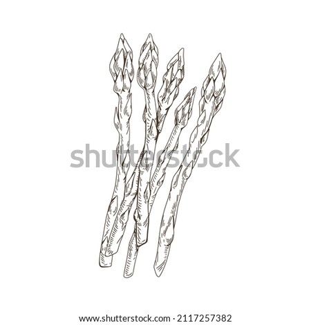 Outlined asparagus sprouts. Vintage drawing of food plant stems. Sparrow grass, detailed sketch in retro style. Sparrowgrass stalks. Hand-drawn vector illustration isolated on white background Royalty-Free Stock Photo #2117257382