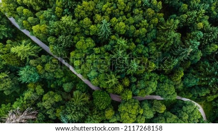 An aerial shot of a path between trees with green foliage in the forest on a summer day in Scotland