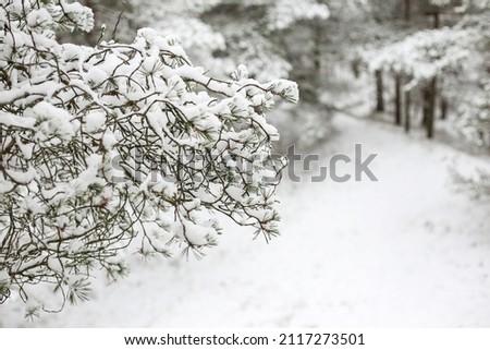 Close up winter tree details with white snow. Photo taken on a snowy winter day.