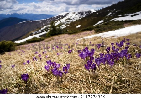 A meadow with wild flowers, purple crocuses on a high plateau among snow-capped mountains in a picturesque place.