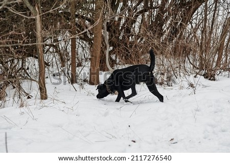 black labrador runs through the snow in winter in the forest, january