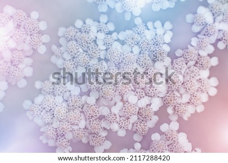 Delicate  floral spring background - achillea flower close up Royalty-Free Stock Photo #2117288420