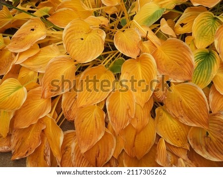 Plant Hosta Funkia, plantain lilies in autumn garden. Plantain Lily. Background texture.  Yellow foliage.