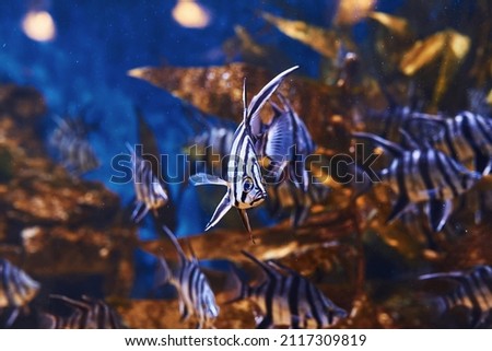 Enoplosus armatus. Underwater close up view of tropical fishes. Life in ocean.