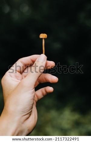 Close-up caucasian hand holding small psilocybin mushroom in forest outdoors. Seasonal collection of golucinogenic dangerous poisonous mushrooms, ethnoscience. Royalty-Free Stock Photo #2117322491