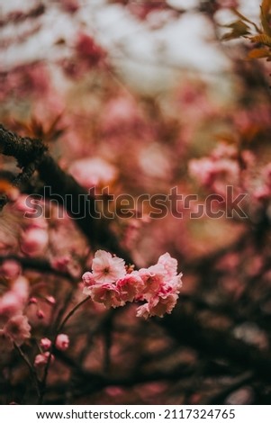 Sakura blossom flower spring japan