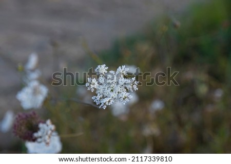 Picture of a Wild Carrot flower (Daucus carota), carrot blossoms. white flowers. wild flowers. 