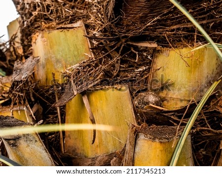 coconut tree with stems that have been cut off