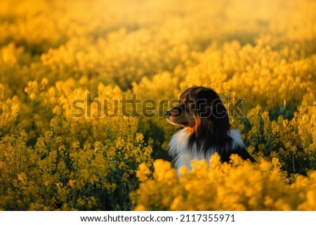 Portrait of a beautiful Australian Shepherd in a rapeseed field. Aussie on a sunset yellow meadow. High quality photo