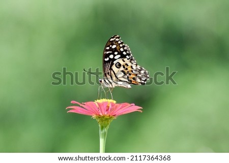 a butterfly perched on a zania flower