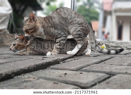 mating cat, marriage of two cats. picture focus and blurry