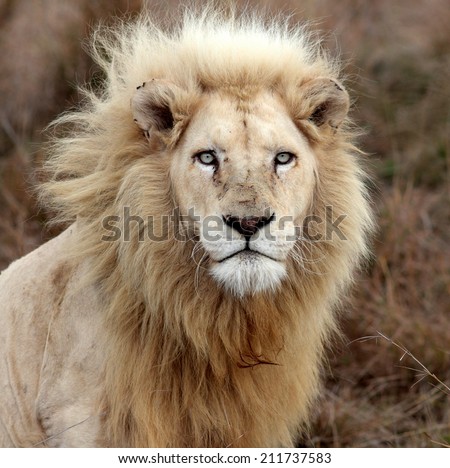 A big pure white male lion in this photo taken on safari in Africa. Royalty-Free Stock Photo #211737583