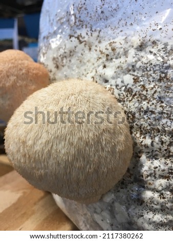 Lions mane mushroom in grown medium Royalty-Free Stock Photo #2117380262