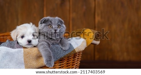 Fluffy gray lop-eared kitten lying next to little Maltese puppies in a wicker basket on a brown plaid. Stretched panoramic image for banner 