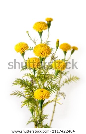 bunch of marigolds, bright yellow color flowers isolated on white background, taken in shallow depth of field